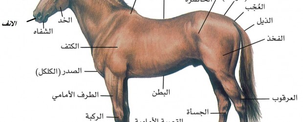 الحصان العربي الأصيل يمتاز الحصان العربي بالجمال الفائق الذي يميزه عن بقية الخيول في العالم. فمن الصفات الجميلة في الحصان العربي أنه يمتاز بوجه صغير جميل، وعينين واسعتين، وأذنين صغيرتين، […]
